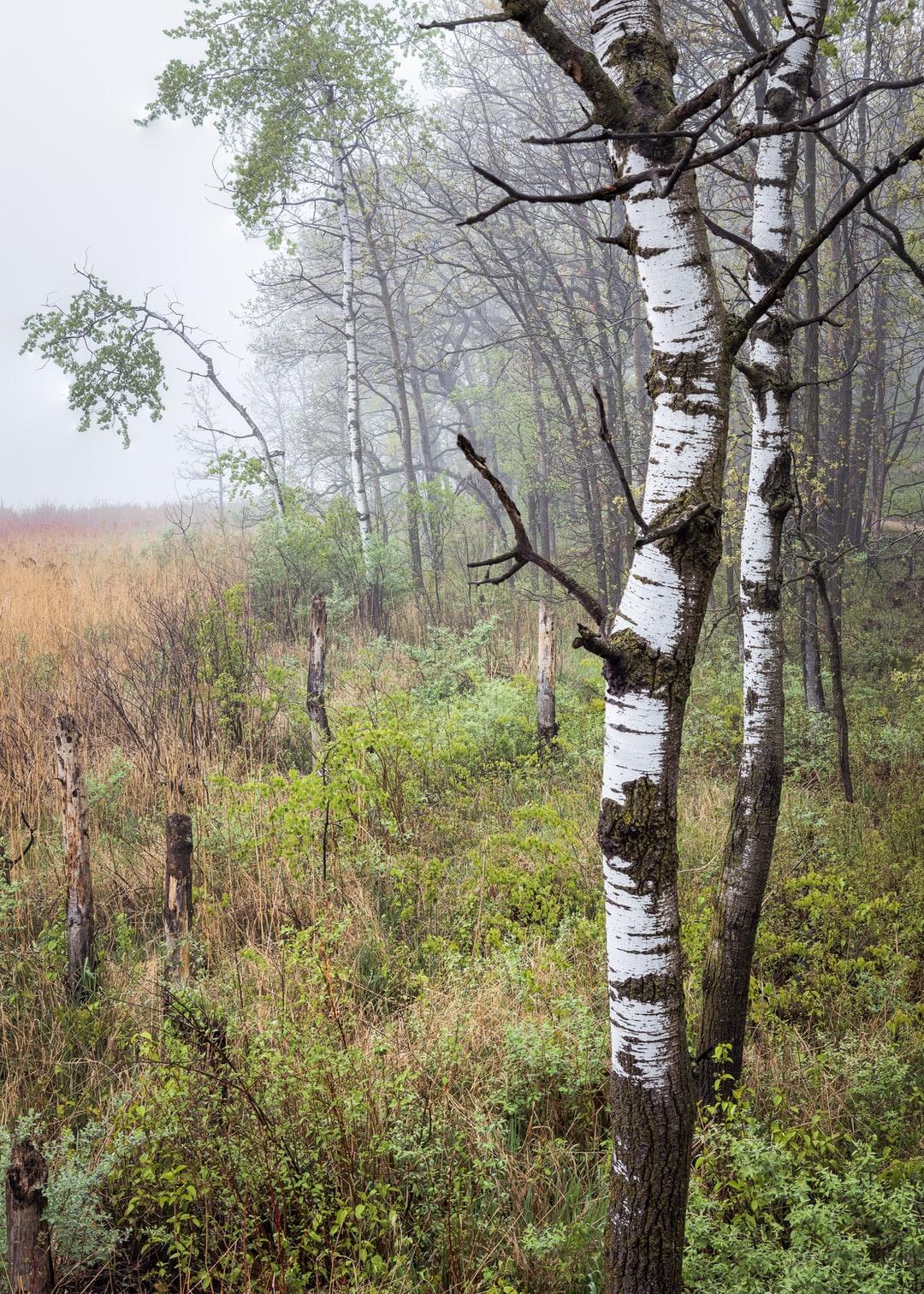 Read more about the article Pacific Northwest Continues to Bake Beneath ‘Heat Dome’