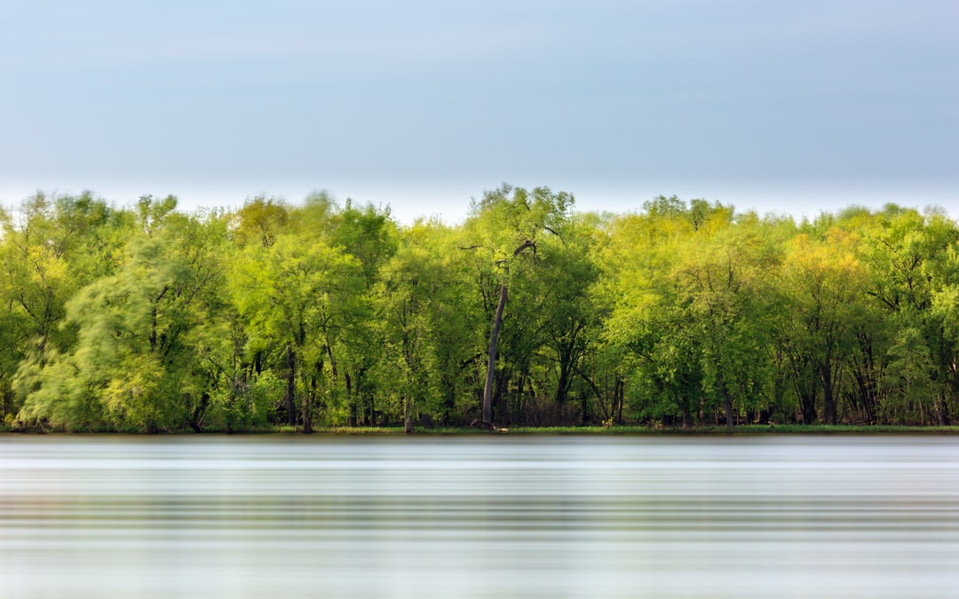 Read more about the article Trees Save Lives in Heat Waves. So Why Aren’t We Saving Trees?