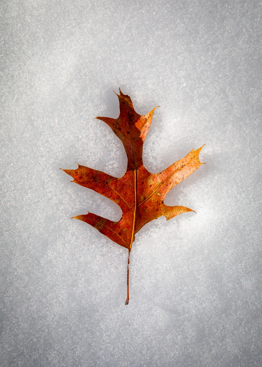 Read more about the article Climate Chaos Is Avoidable. Here’s How.