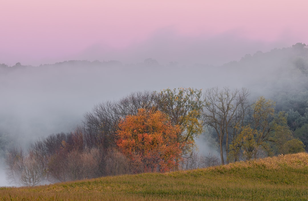 Read more about the article How many trees are needed to offset a city’s carbon emissions?