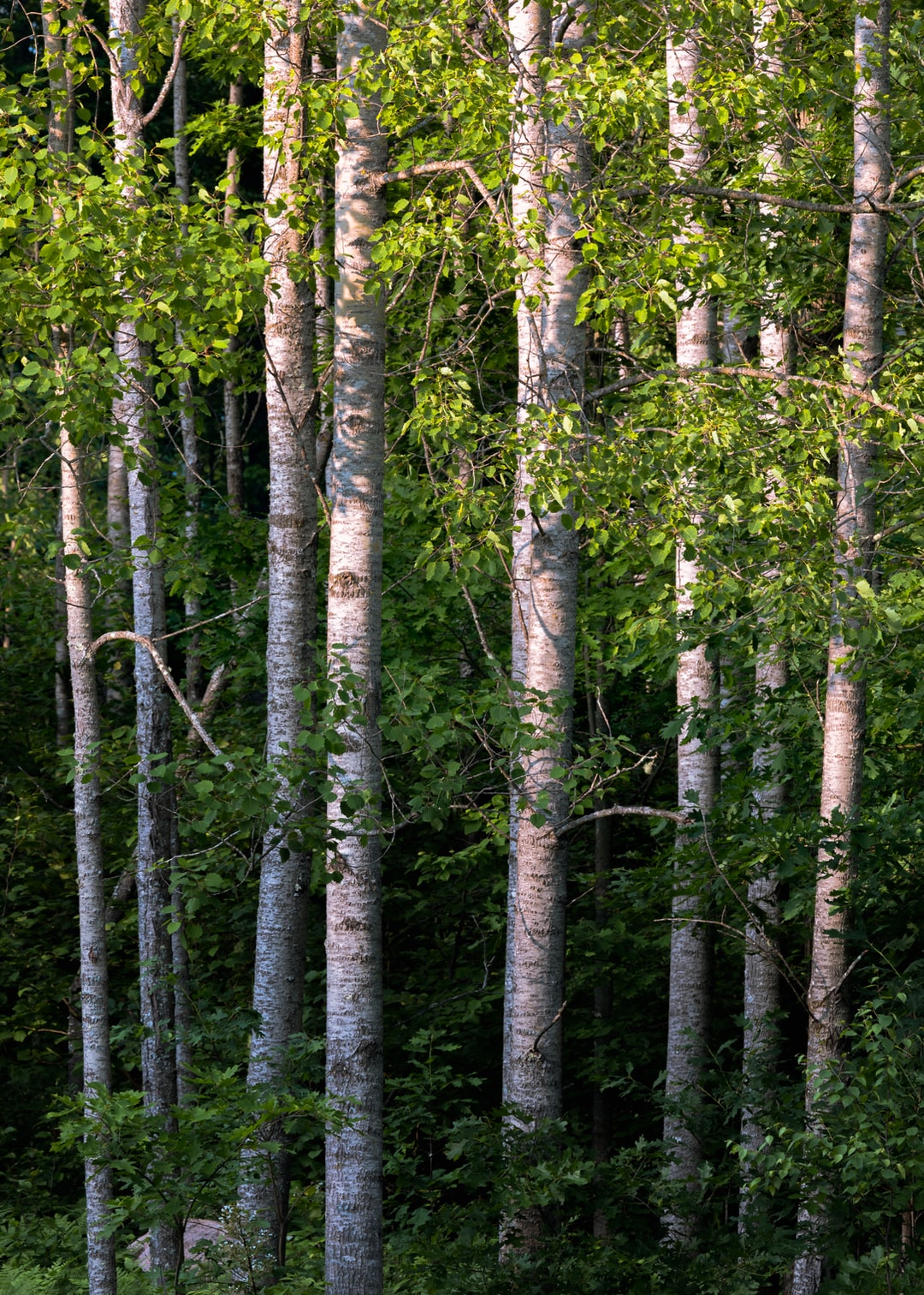 Read more about the article Can Lab-Grown Burgers Help Stop Climate Change?