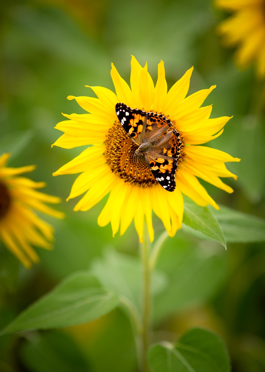 Read more about the article Three California cities win $1M each to attain carbon neutrality