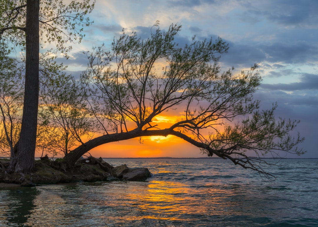 Read more about the article Global Leaders Pledge to End Deforestation by 2030