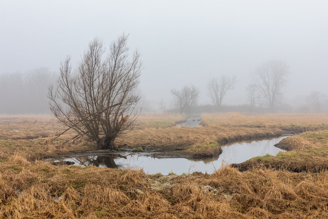 Read more about the article Maya Lin’s Dismantled ‘Ghost Forest’ to Be Reborn as Boats