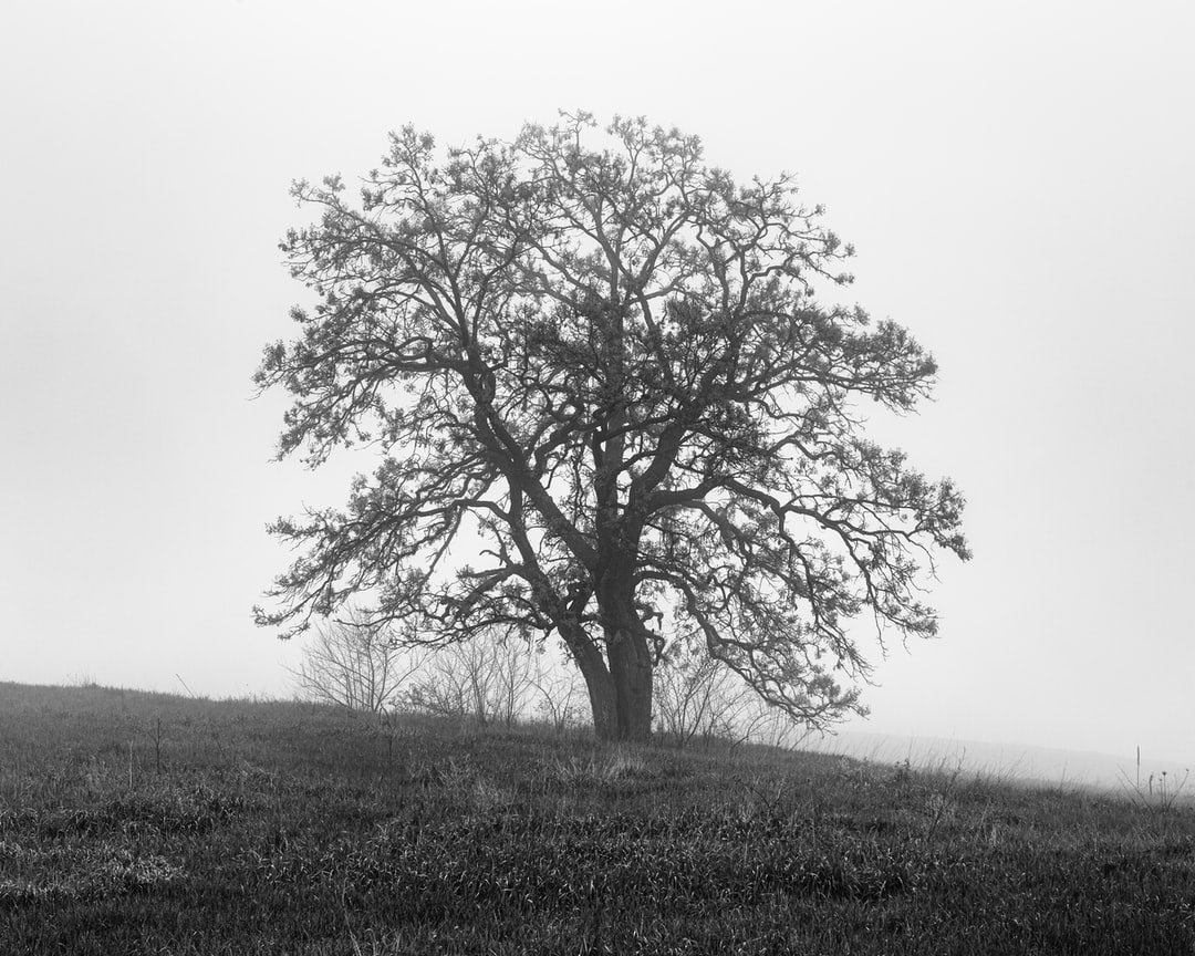 Read more about the article Stopping Climate Change Doesn’t Need to be Altruistic