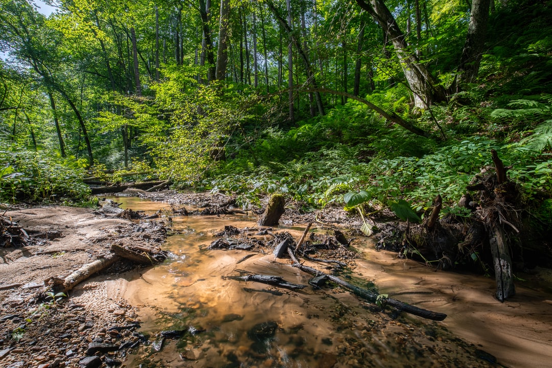 Read more about the article Global Leaders Pledge to End Deforestation by 2030