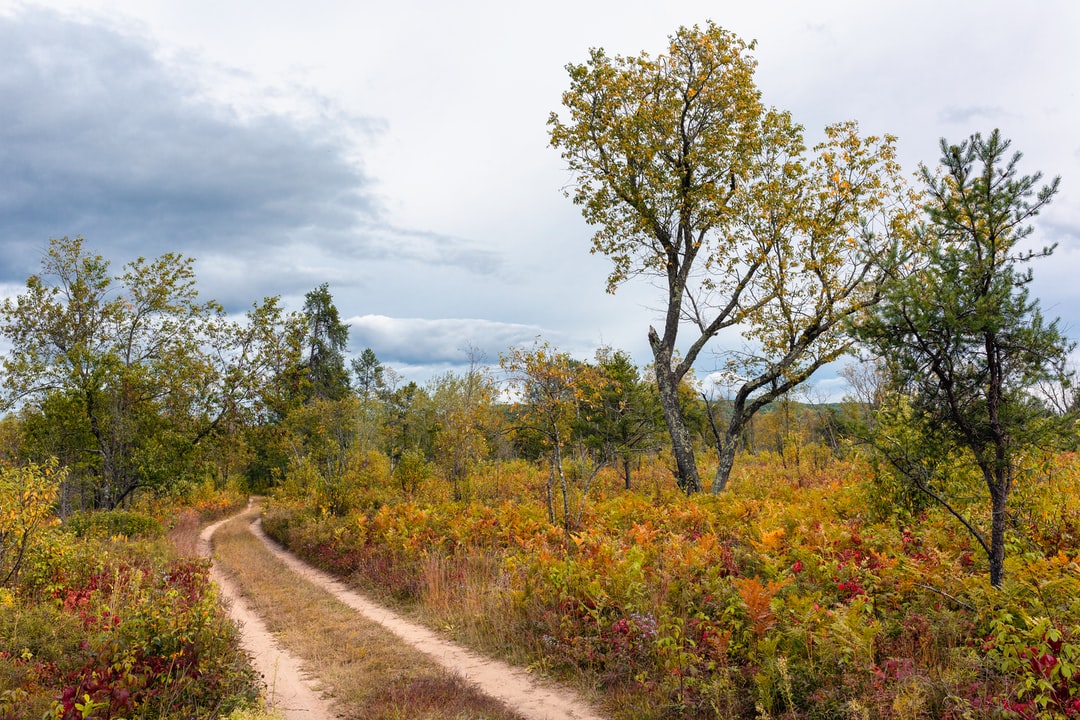 Read more about the article New study provides hope for restoring tropical forests