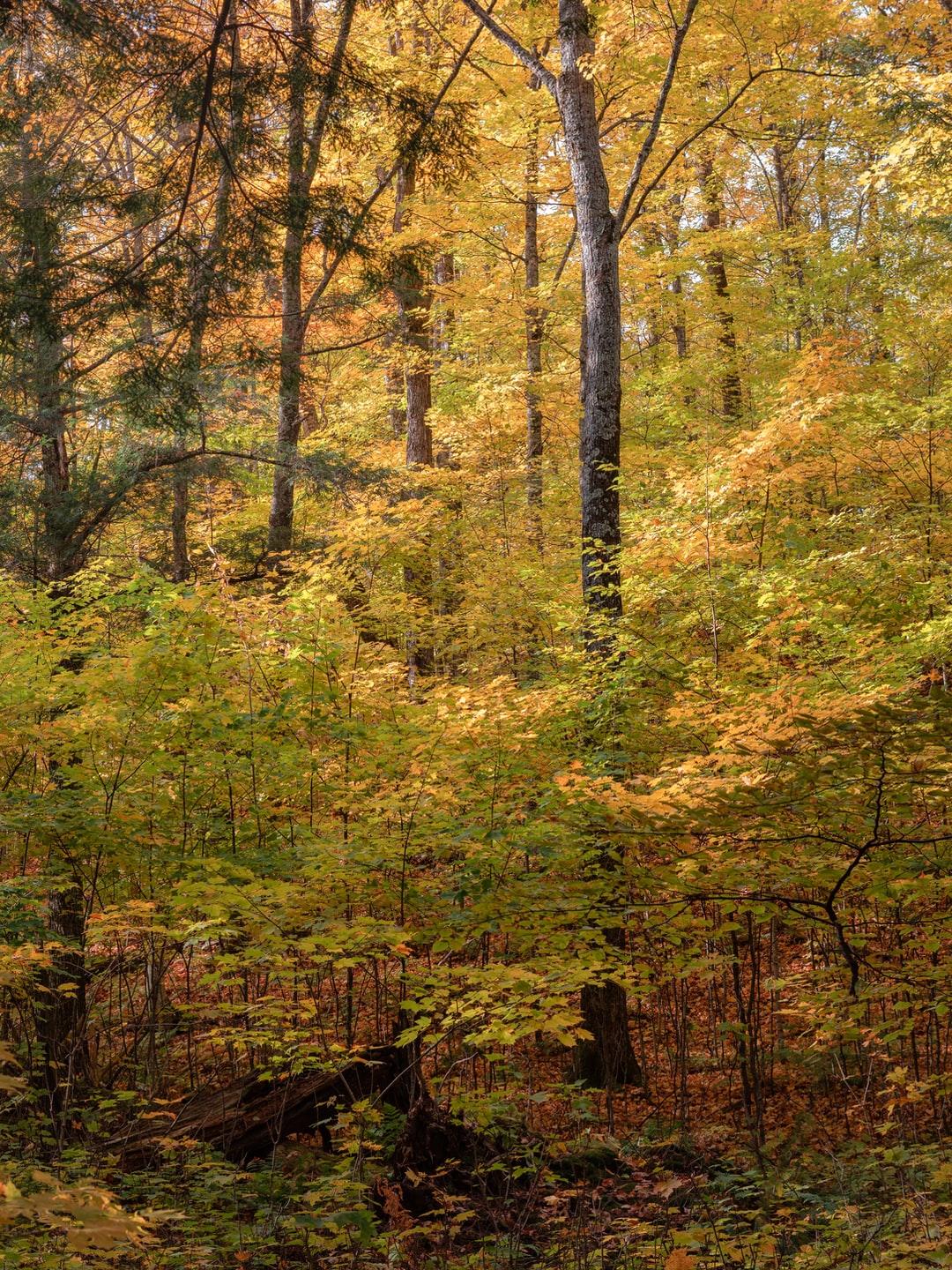 Read more about the article Without biosecurity, Earth risks invasion of alien organisms