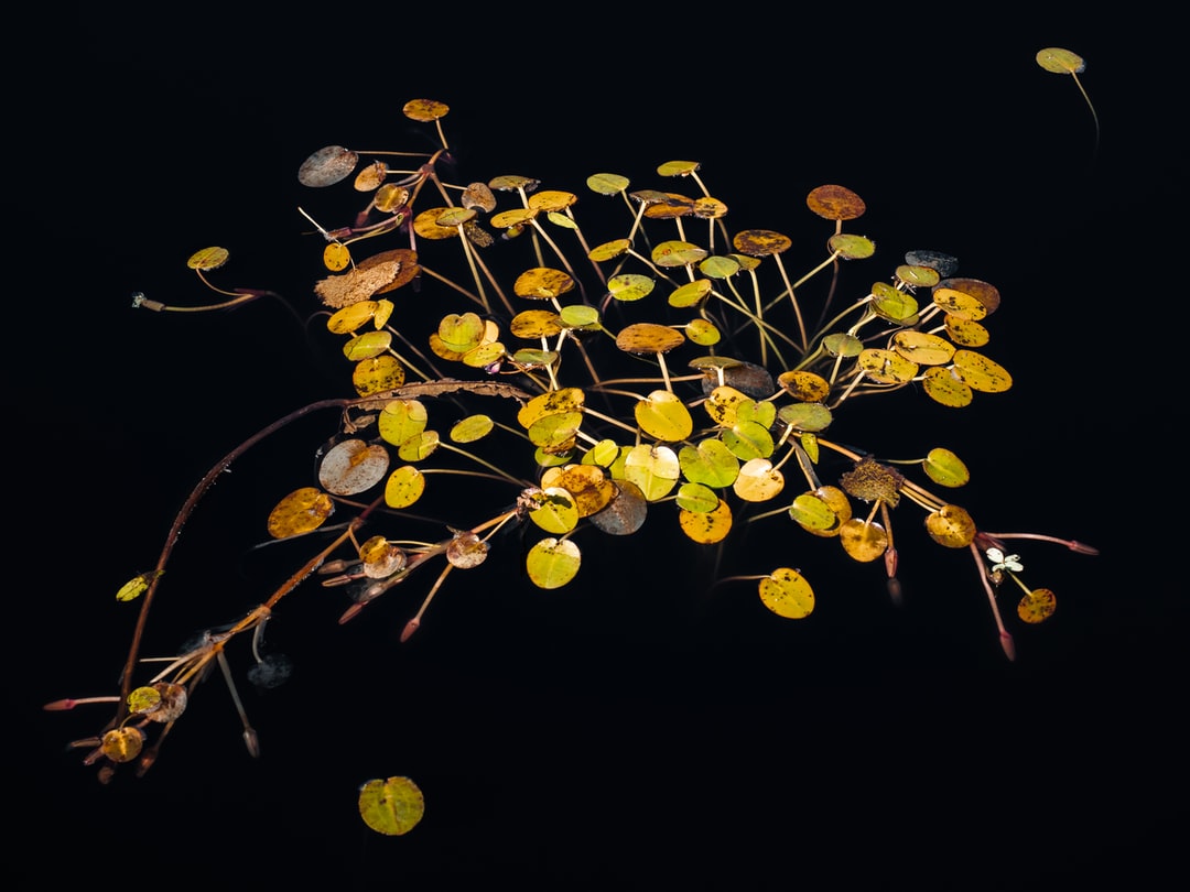 Read more about the article Chinese cultural exchange hall combines politics and nature