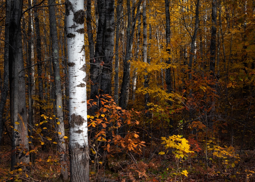 Read more about the article Don’t Just Watch: Team Behind ‘Don’t Look Up’ Urges Climate Action