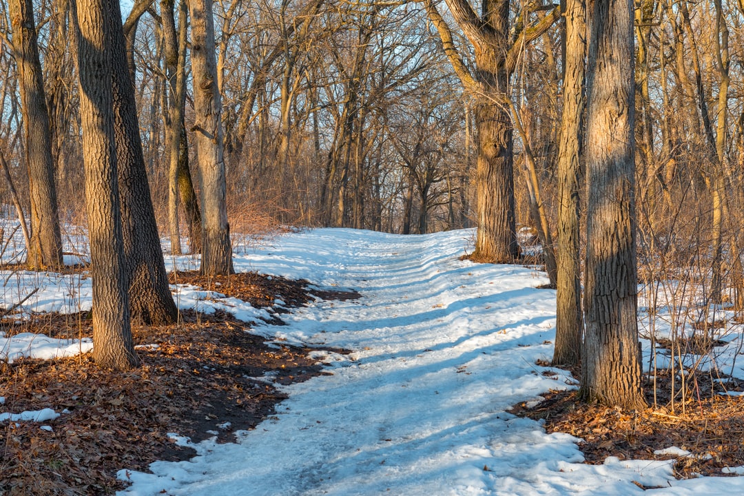 Read more about the article How many trees does it take to meet toilet paper demands?