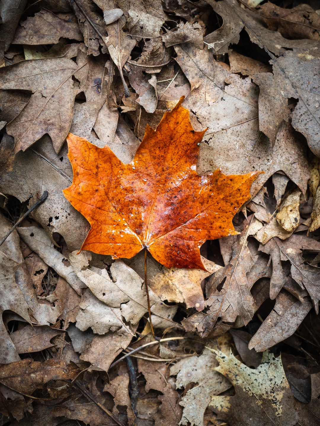 Read more about the article The Environmentally Unfriendly Secret of the Beijing Olympics