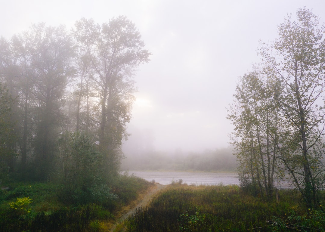 Read more about the article Using Science and Celtic Wisdom to Save Trees (and Souls)