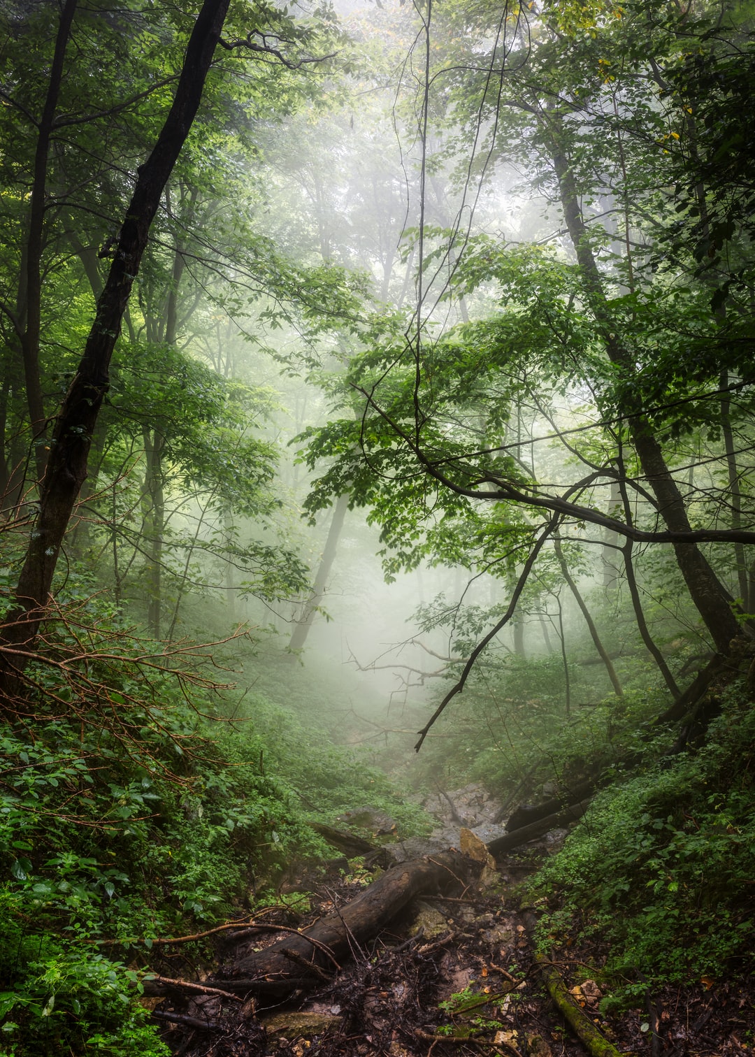 Read more about the article Razer x Cariuma shoes focus on environmental education