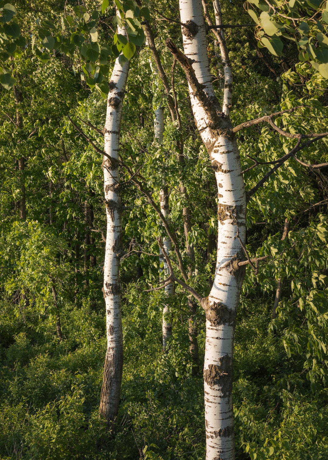 Read more about the article European Union Signals a Move Away from Wood Energy