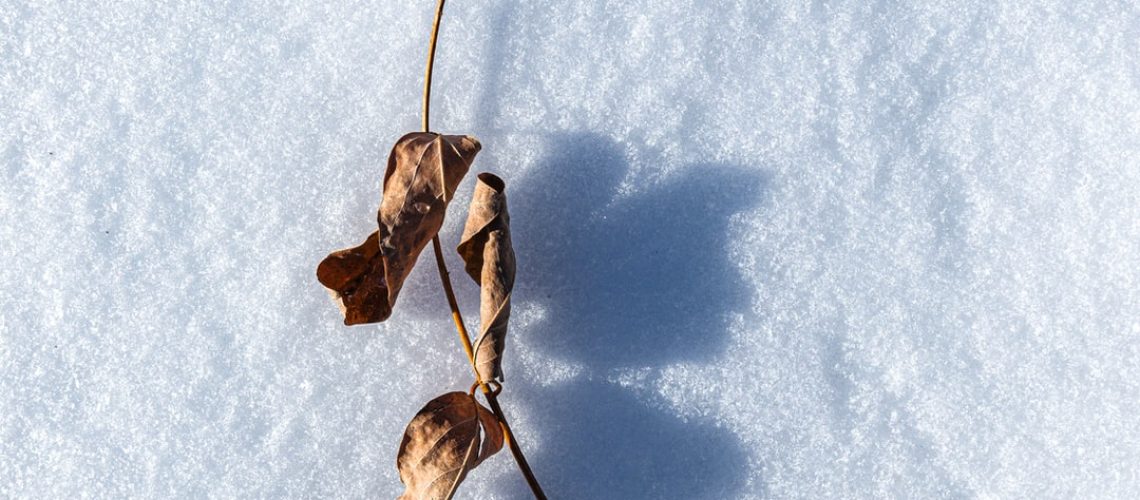 2021 Was Earth’s Fifth-Hottest Year, Scientists Say