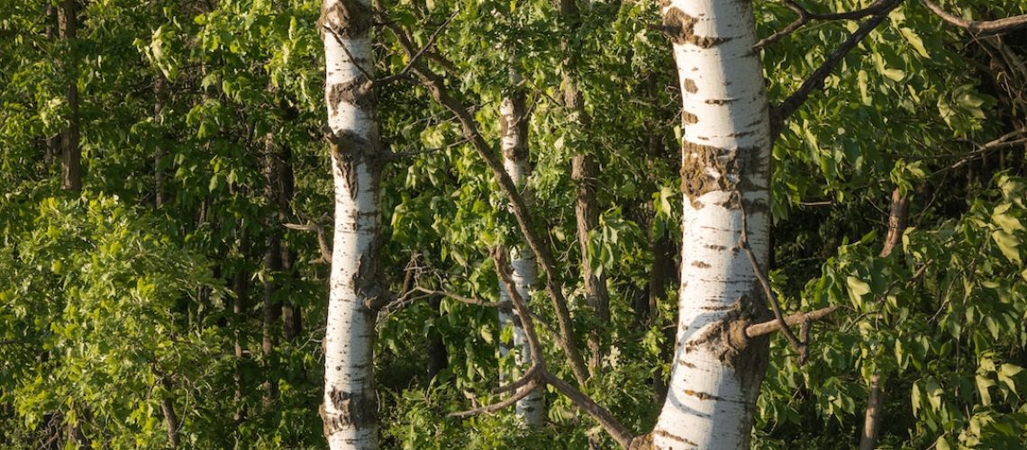 European Union Signals a Move Away from Wood Energy