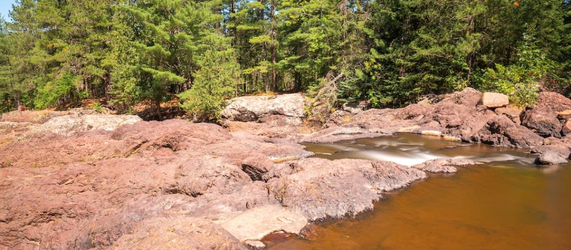 At Old Coal Mines, the American Chestnut Tries for a Comeback