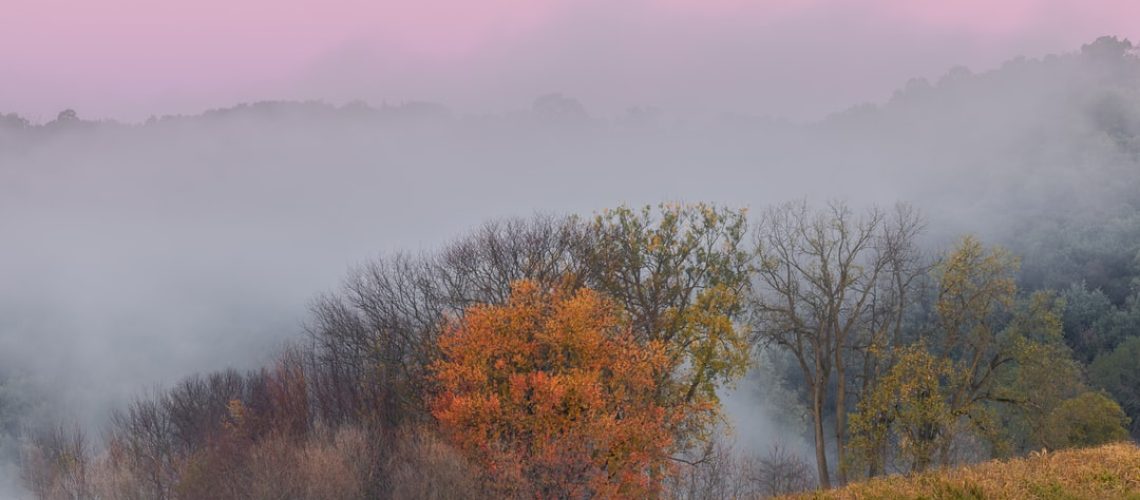 How many trees are needed to offset a city’s carbon emissions? How many trees are needed to offset a city's carbon emissions?