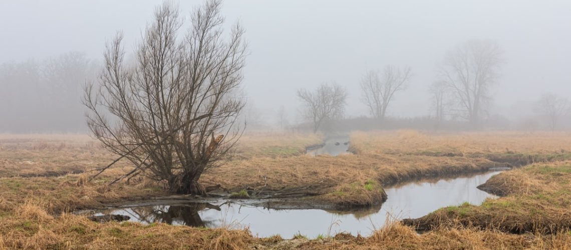 Maya Lin’s Dismantled ‘Ghost Forest’ to Be Reborn as Boats