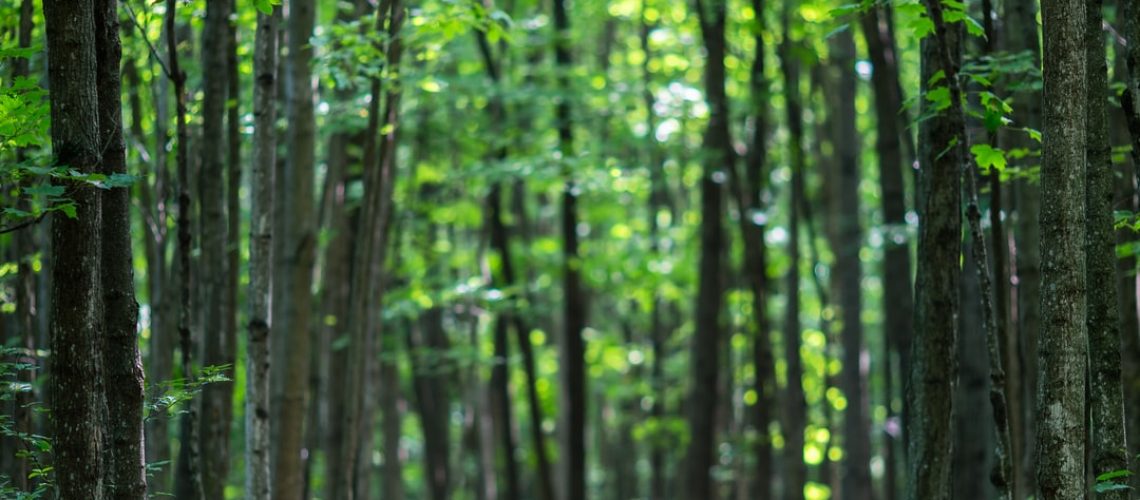 Stone Road grows sustainable cannabis on a biodynamic farm