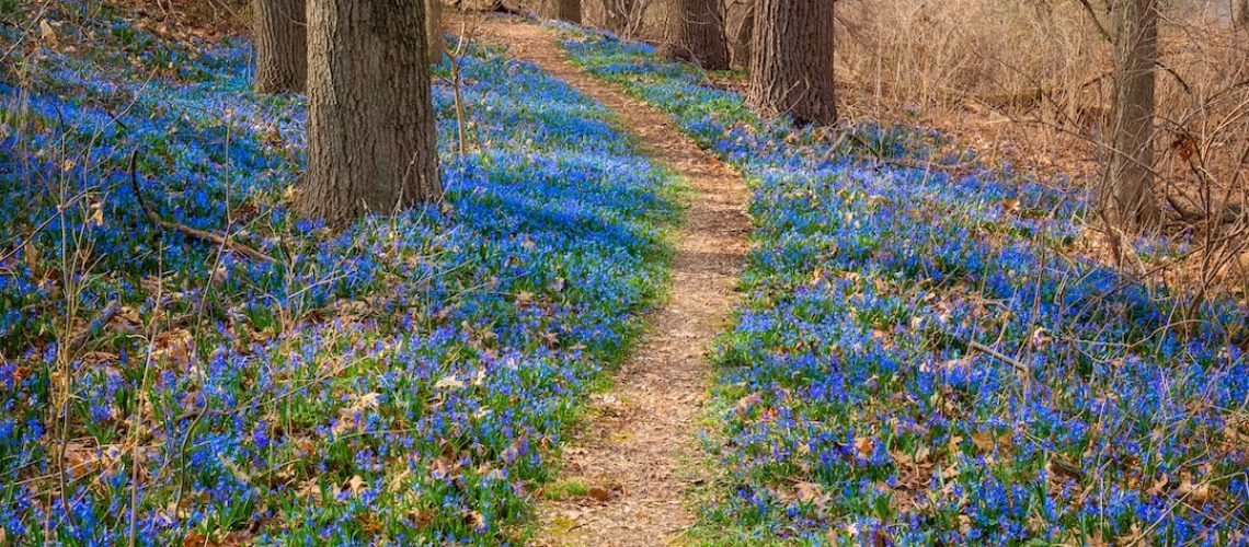 Dodging Blackouts, California Faces New Questions on Its Power Supply