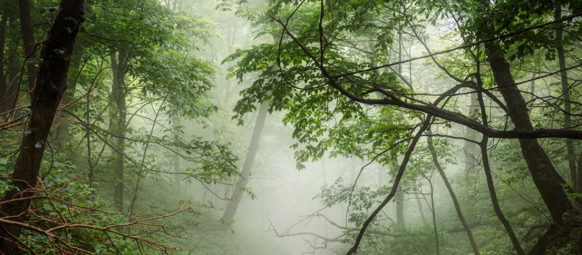 Razer x Cariuma shoes focus on environmental education