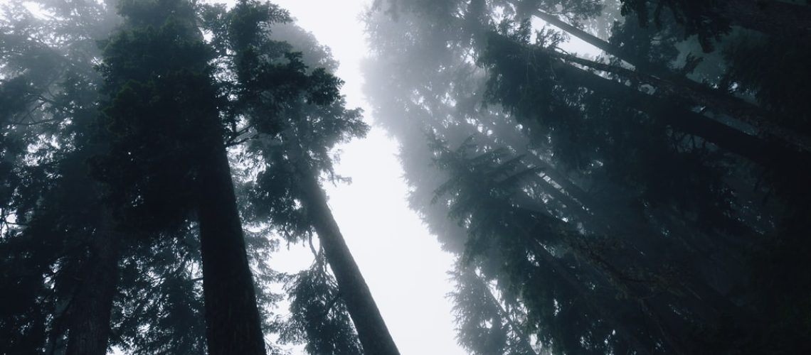 Why Humans Aren’t the Worst (Despite, Well, Everything Happening in the World)