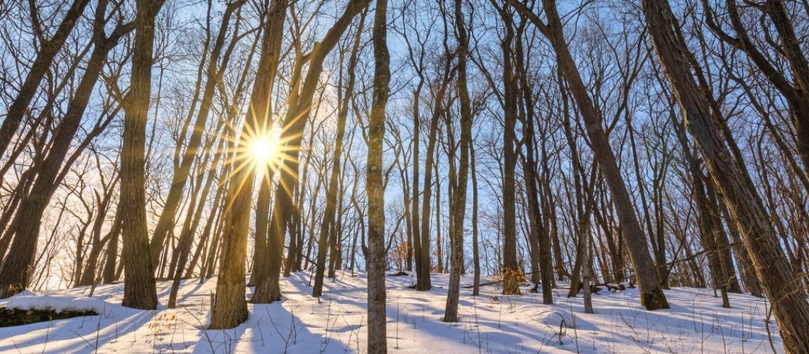 Solar Trees Marketplace honors nature, technology and Chinese culture