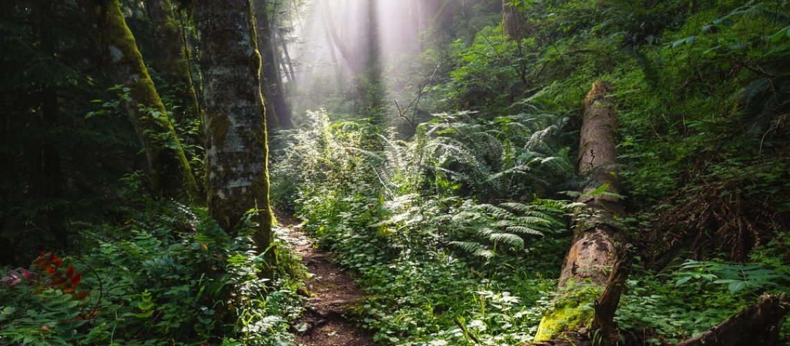 SeaWeed Naturals harnesses the magic of seaweed and CBD
