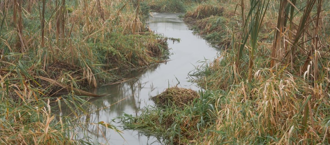 Like in ‘Postapocalyptic Movies’: Heat Wave Killed Marine Wildlife en Masse