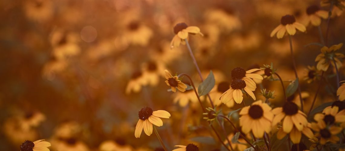 After the Storm, the Mold: Warming Is Worsening Another Costly Disaster