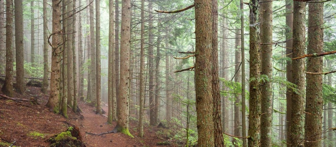 What If You Could Become Invisible to Mosquitoes?