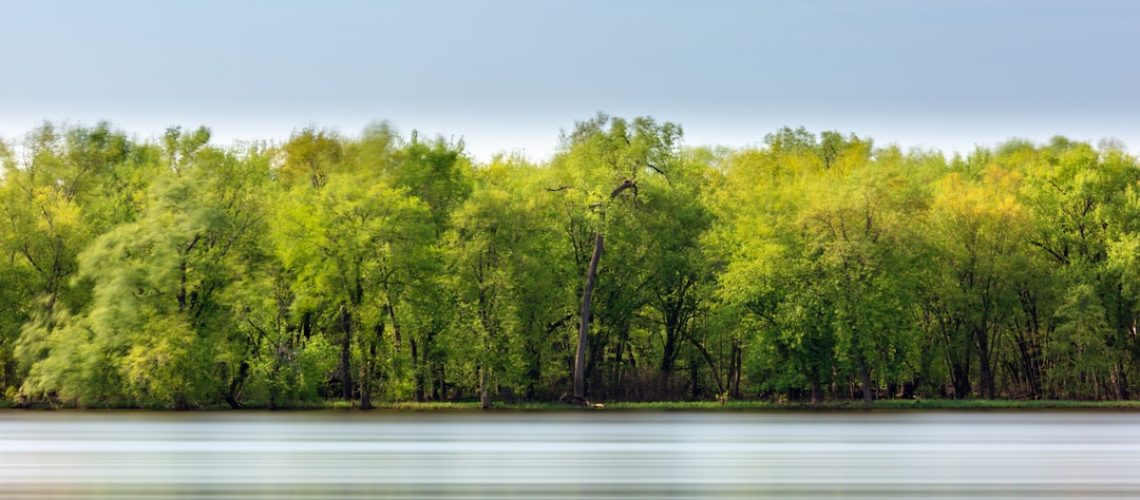 Trees Save Lives in Heat Waves. So Why Aren’t We Saving Trees?