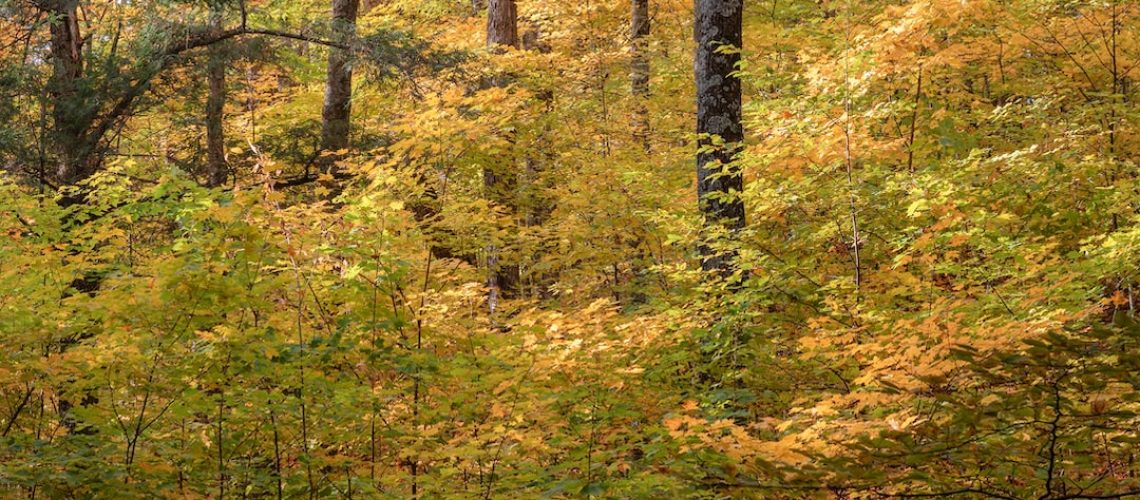 French Tax Collectors Use A.I. to Spot Thousands of Undeclared Pools