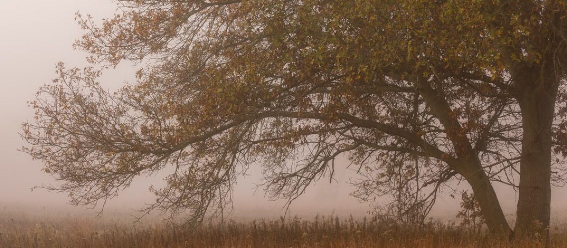 Why the Coming Months Will Be Critical for Biden’s Climate Plan