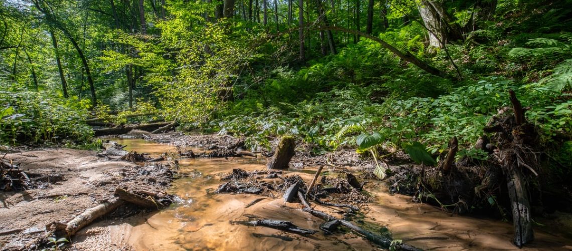 Tortoise and otter, thought to be extinct, have been spotted in the wild