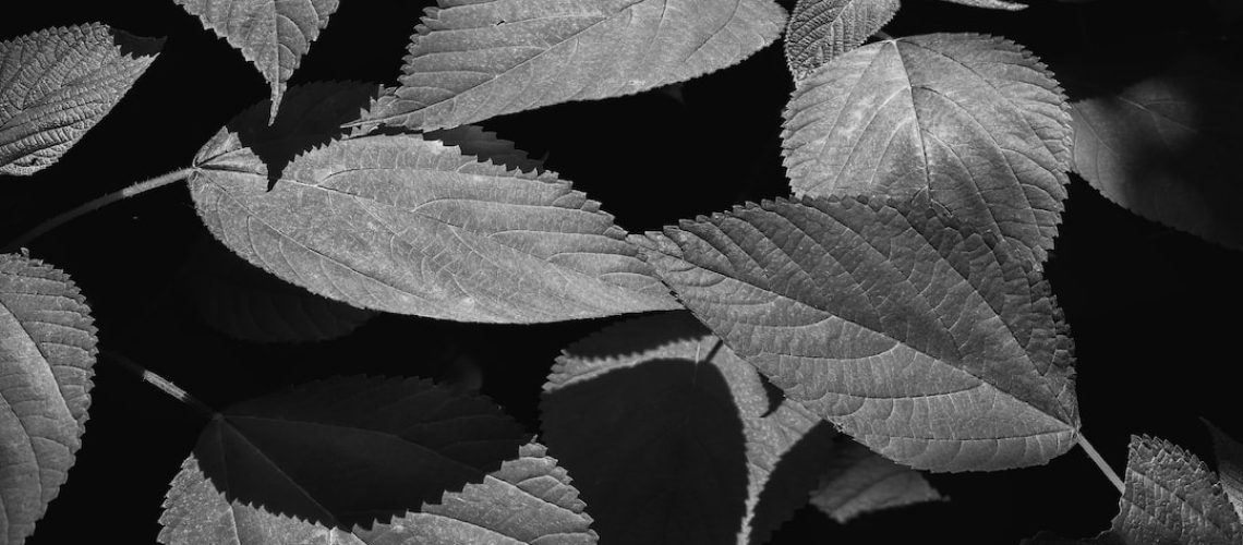 Failure to Slow Warming Will Set Off Climate ‘Tipping Points,’ Scientists Say