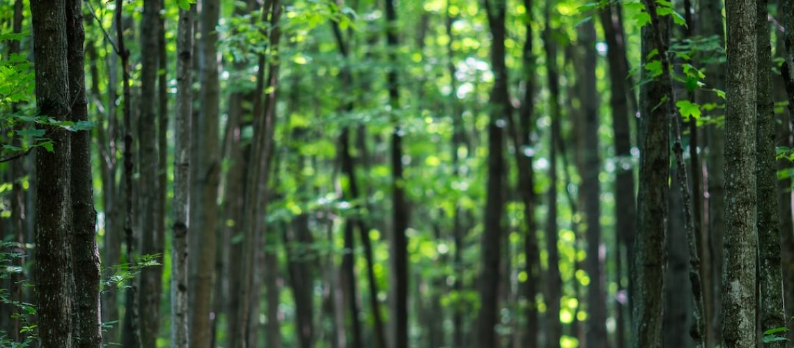 Are Geotubes the Answer to Nantucket’s Climate Change Threat?