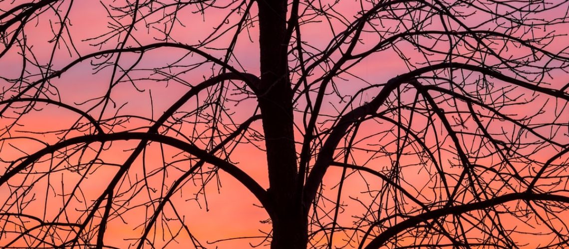 South Korea to plant 3 billion trees by 2050