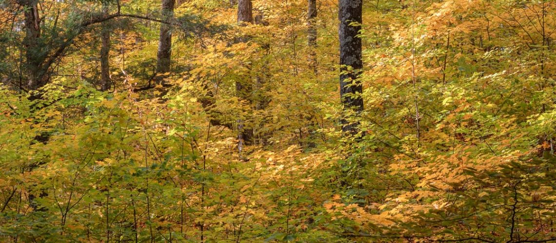 Without biosecurity, Earth risks invasion of alien organisms