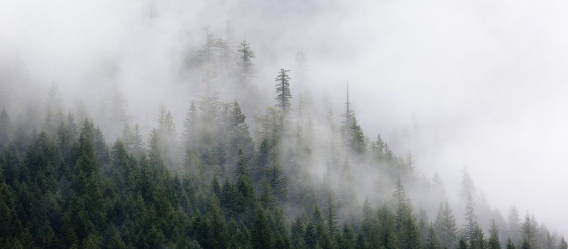 Urban Forest is set to be the greenest residential building